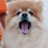 ChelseaINXD profil fotoğrafı