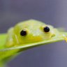 アトリエ│風のキオク│🐸's profile picture