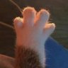 Raine😺's profile picture
