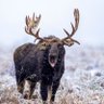 TheWildEarth 的头像