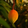 Фото профиля Mango