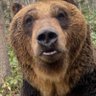 Profilbild von 最强壮的棕熊
