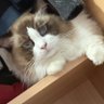 Profilbild von Chensy