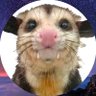 Profilbild von Possumest Opossum to ever Poss