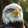 Profilbild von EAGLE EYE🦅🦅🦅🦅