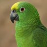 Parrot 🦜 profil fotoğrafı