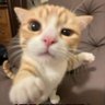 Kiarosub's profile picture