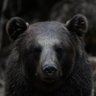 The Bear 🇺🇸 的头像