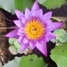 Lotus Blue 的头像