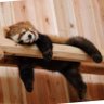 Profilbild von Ermine