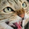 ढाडे बिरालो( बड्डा बा )'s profile picture