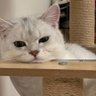Profilbild von Louie
