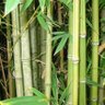 bamboo 的头像