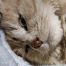 JUN-A🐟 🐟🐠コメットちゃん18歳もお空へ行きました。🐱 的头像