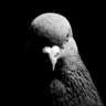 meow's profile picture