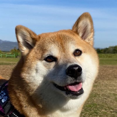 赤柴こはる 岡山生まれおっさん育ち's profile picture