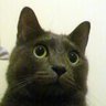 とがっち's profile picture