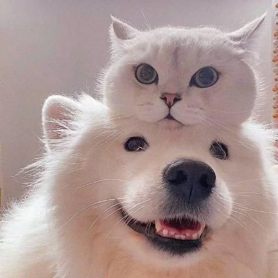 meeyok94's profile picture