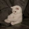 Mochi ot7 profil fotoğrafı