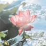 AAA花开富贵 的头像