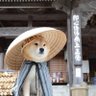 นิปนิปʕ•̫͡•ʔ 的头像