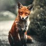 Just-a-Fox profil fotoğrafı
