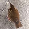 トラネコカワウソ profil fotoğrafı