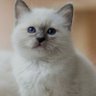 Ls profil fotoğrafı
