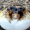 テトロドトキシン(千葉県) profil fotoğrafı