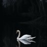 a Wandring Swan 的头像