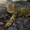 Фото профиля Gatto