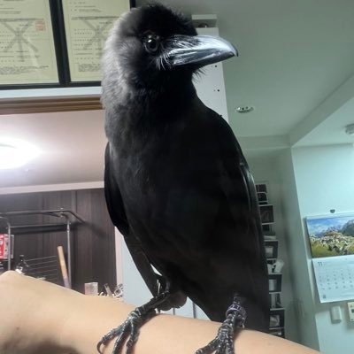 pso_togi's profile picture