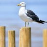 Howlingthighskt profil fotoğrafı