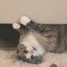The Cat Casper's profile picture