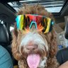 bruceontheloose's profile picture