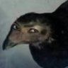 Pablo Aviz's profile picture