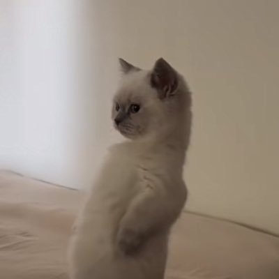 𝐧𝐨𝐛𝐚𝐦𝐛𝐞𝐫 𓆡's profile picture