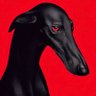 Capsaicina's profile picture