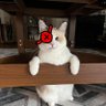 Profilbild von Skinny skinny panko kitty