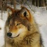 Wolf's profile picture
