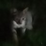 Graveyard Kitty's profile picture