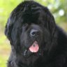 Ardeagold profil fotoğrafı