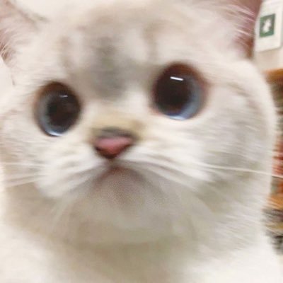 ttrrnn 𐔌՞. .՞𐦯's profile picture