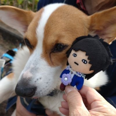 kotatuni_wanko's profile picture