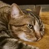 Gato Hamilton's profile picture