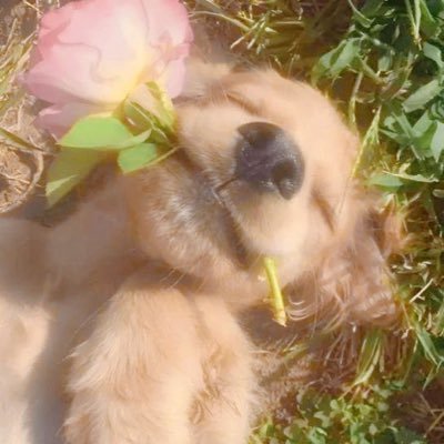 Goodgirlhoshii's profile picture