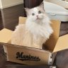 にゃんにゃんNo.1520 profil fotoğrafı
