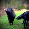 Row River Ranch profil fotoğrafı