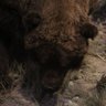 Naf 🦕 profil fotoğrafı