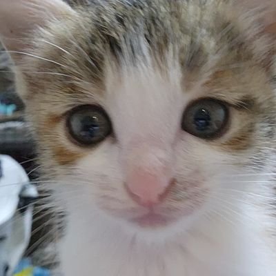 とろママ(さくもも)'s profile picture